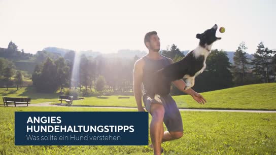 Was sollte ein Hund verstehen
